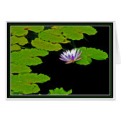 Lily Pads (Vorderseite (Horizontal))