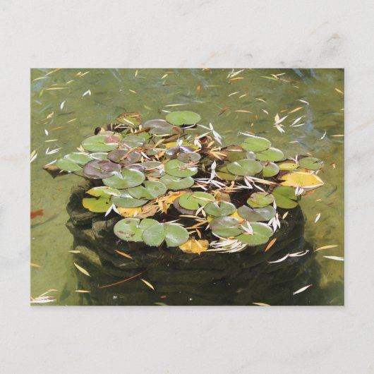 Lily Pads # 3 Postkarte (Vorderseite)