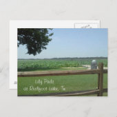 Lily Pads at Reelfoot Lake, Tn Postkarte (Vorne/Hinten)