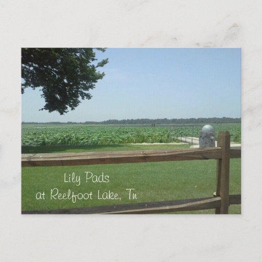 Lily Pads at Reelfoot Lake, Tn Postkarte (Vorderseite)