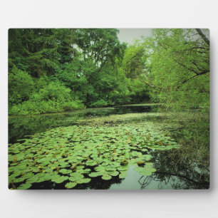Lily Pads auf dem Teich Fotoplatte