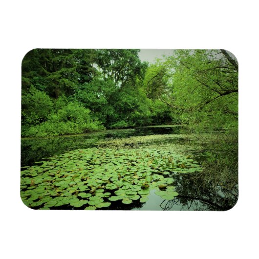 Lily Pads auf dem Teich Magnet (Horizontal)