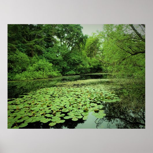 Lily Pads auf dem Teich Poster (Vorne)