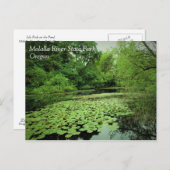 Lily Pads auf dem Teich Postkarte (Vorne/Hinten)