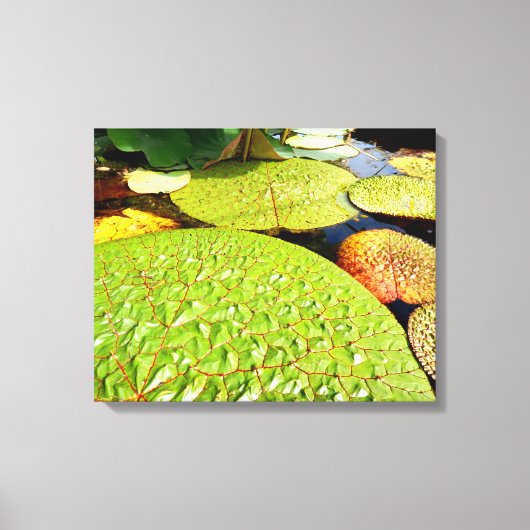 Lily Pads Canvas Print Leinwanddruck (Vorderseite)