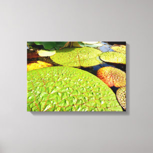 Lily Pads Canvas Print Leinwanddruck