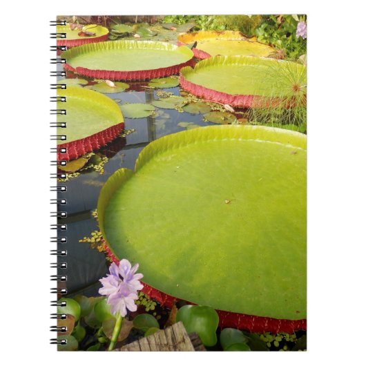 Lily Pads Foto Notebook Notizblock (Vorderseite)