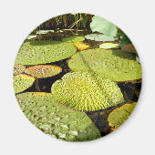 Lily Pads Magnet (Vorne)