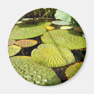 Lily Pads Magnet