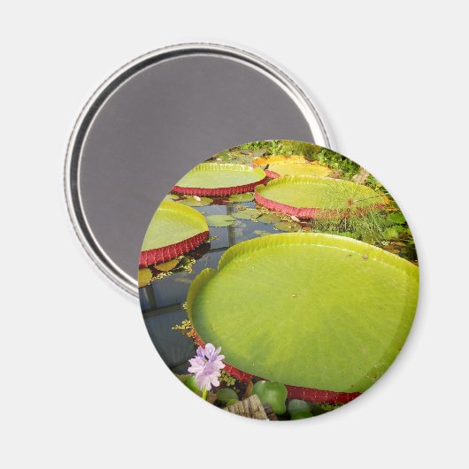 Lily Pads Magnet (Vorderseite/Rückseite)