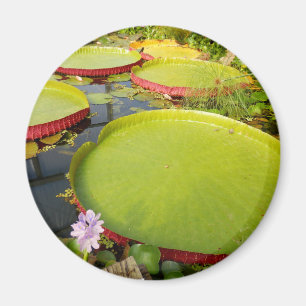 Lily Pads Magnet