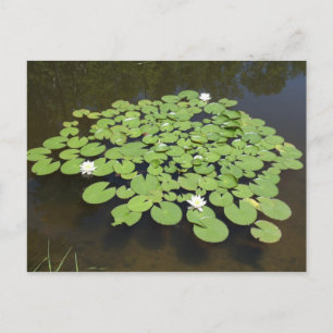 Lily Pads on Pond - Postcard Postkarte
