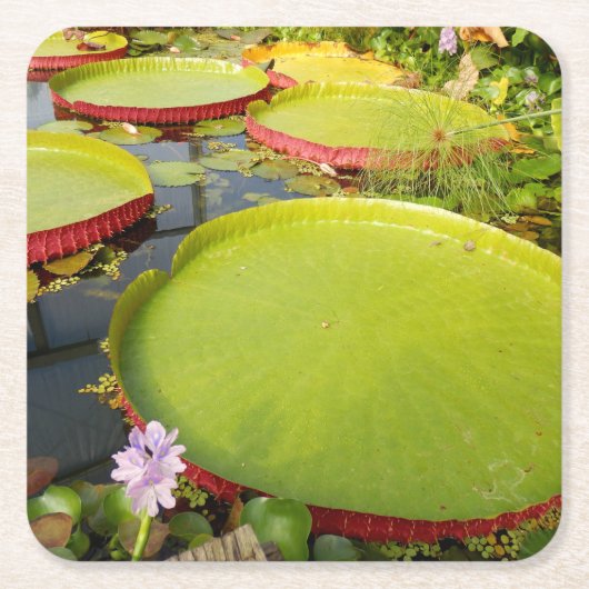 Lily Pads Paper Untersetzer (Vorderseite)