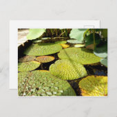 Lily Pads Postcard Postkarte (Vorne/Hinten)