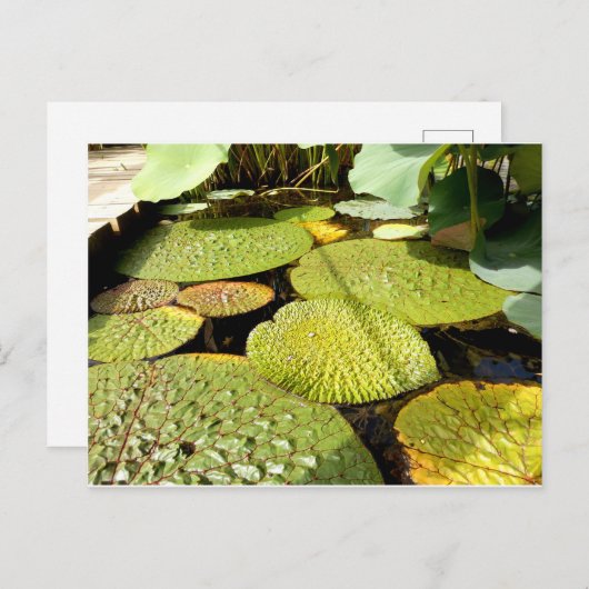 Lily Pads Postcard Postkarte (Vorne/Hinten)