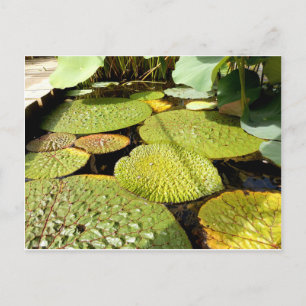 Lily Pads Postcard Postkarte