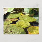 Lily Pads Postcard Postkarte (Vorderseite)