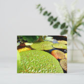 Lily Pads Postcard Postkarte (Stehend Vorderseite)