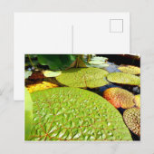 Lily Pads Postcard Postkarte (Vorne/Hinten)