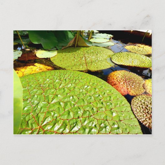 Lily Pads Postcard Postkarte (Vorderseite)
