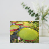 Lily Pads Postcard Postkarte (Stehend Vorderseite)