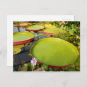 Lily Pads Postcard Postkarte (Vorne/Hinten)