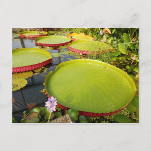 Lily Pads Postcard Postkarte
