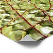Lily Pads Poster (Ecke)