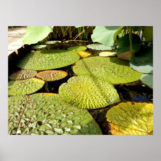 Lily Pads Poster (Vorne)