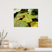 Lily Pads Poster (Küche)