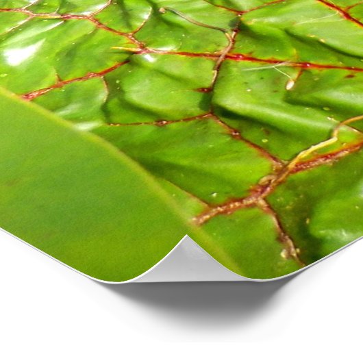 Lily Pads Poster (Ecke)