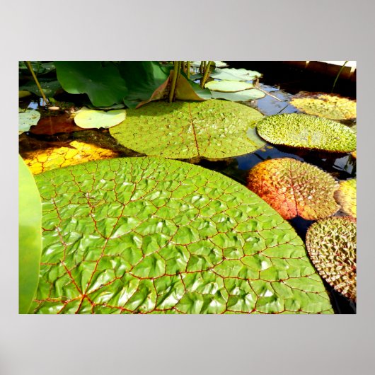 Lily Pads Poster (Vorne)