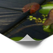 Lily Pads Poster (Ecke)