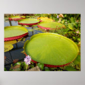 Lily Pads Poster (Vorne)