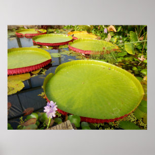 Lily Pads Poster