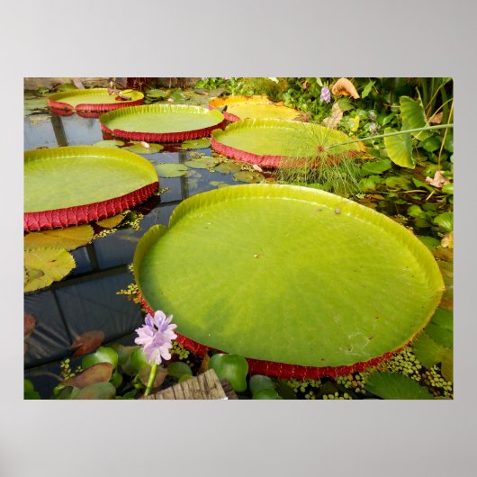 Lily Pads Poster (Vorne)