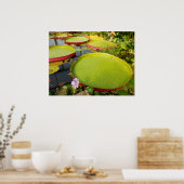 Lily Pads Poster (Küche)