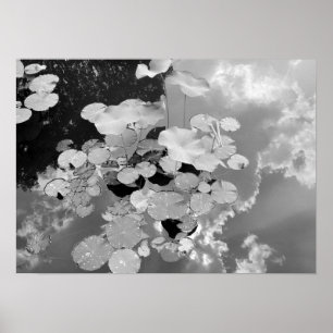 Lily Pads Poster