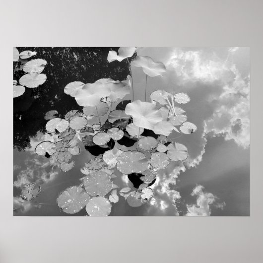 Lily Pads Poster (Vorne)