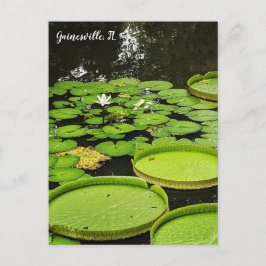 Lily Pads Postkarte