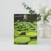 Lily Pads Postkarte (Stehend Vorderseite)