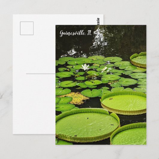 Lily Pads Postkarte (Vorne/Hinten)