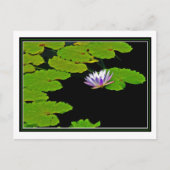 Lily Pads Postkarte (Vorderseite)