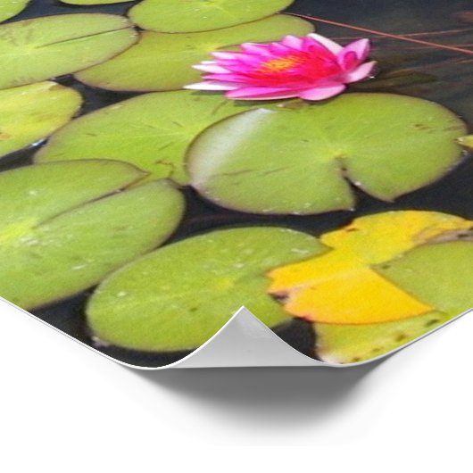 Lily Pads und Lotus Blume Poster (Ecke)