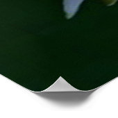 Lily Pads und Lotus Poster (Ecke)