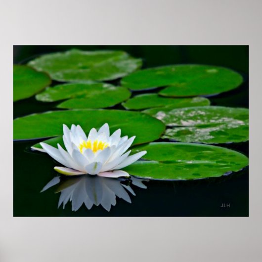Lily Pads und Lotus Poster (Vorne)