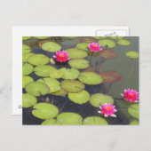 Lily Pads und Lotus Zen Postkarte (Vorne/Hinten)