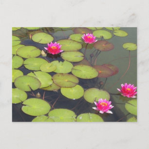 Lily Pads und Lotus Zen Postkarte