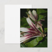 Lily Petals Mitteilungskarte (Vorne/Hinten)