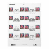 Lily Pflanze Outdoor Pink (Vorne)